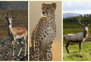 Қазақстанның Қызыл кітабына қандай жануарлар енгізілген