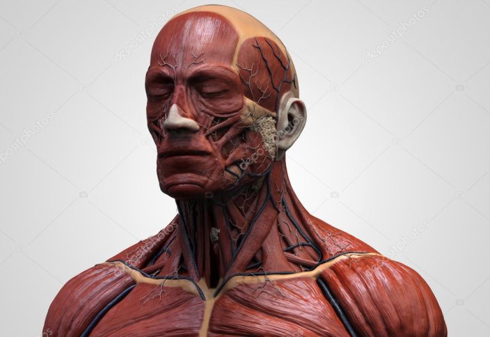 Бұлшықеттер туралы Қызықты 10 Дерек