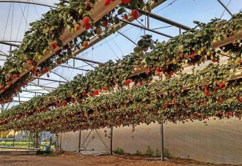 В воздухе, без земли и химикатов, на кокосовых отходах - как выращивают клубнику в Израиле