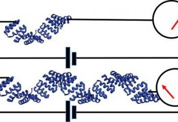 Ақуыздарды электр өткізетін сым ретінде пайдаланды