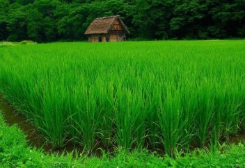 Ауру - астан: Күріш қандағы қант деңгейін арттырады