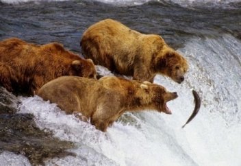 Кета балығы немесе ұрпақ үшін жан пида