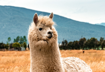 Латын Америка елі халал лама етін ұсынады