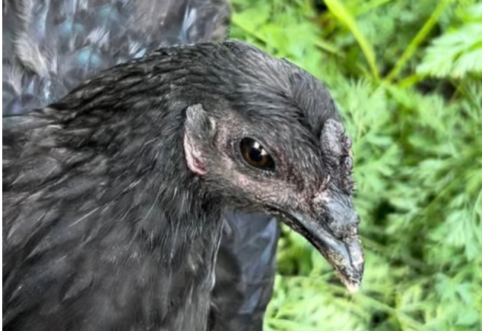 Талдықорғандық студенттер тауықтың жаңа тұқымын шығарды