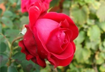 "Мына он кісі Жәннатқа кіреді"