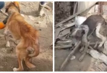 Жаңа үй алып, иттерін тастап кеткен: Қазақстандықтар жаппай көмектескен отбасының қылығы еріктілердің ашуын тудырды (видео)