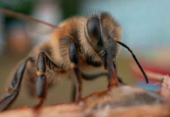 Учёные создают «суперфуд», который может спасти медоносных пчёл