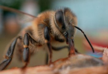 Учёные создают «суперфуд», который может спасти медоносных пчёл