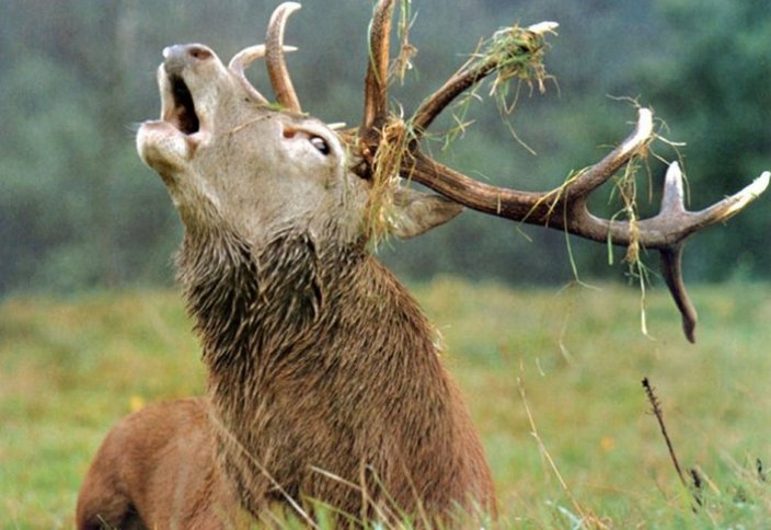 Алтай тауындағы көшпенділердің таңғажайып тіршілігі (фоторепортаж)
