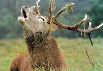 Алтай тауындағы көшпенділердің таңғажайып тіршілігі (фоторепортаж)