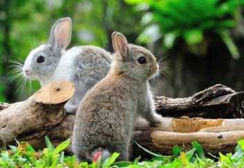 Қояндардың тістері өмір бойы өседі