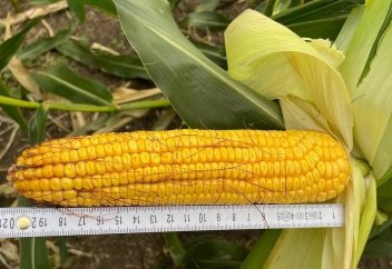 Как кукурузу сорта «Алия» от Kusto Group стали выращивать в Америке