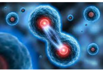 Діңгекті жасушалардың бір құпиясы ашылды