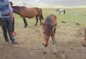 «Ақылды» құлын биебауды өзі шешті (ВИДЕО)