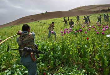Талибы дали старт антинаркотической кампании в Афганистане