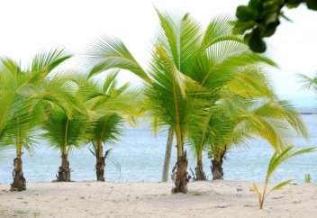 ОҚО-да голландық раушандар мен пальма өсіріледі