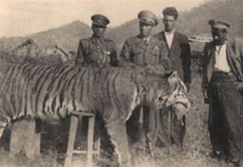 Туранский тигр возвращается в Казахстан через 70 лет после исчезновения