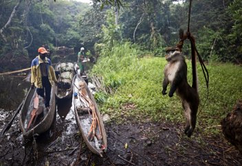 «Мы готовы на все, чтобы выжить» Бедняки истребляют редких животных. Все ради причуд богачей (фото)