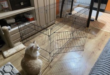 Үйде асыранды жануарлардың санына шектеу қояды