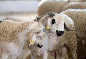 Араб елі мал басын көбейтудің қамына шындап кірісті
