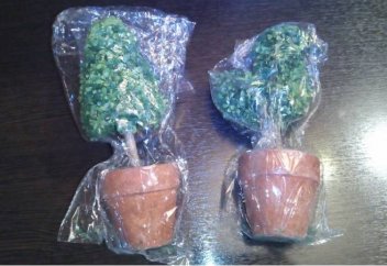 Өсімдіктер де пластикпен «қоректенетін» болып шықты