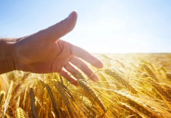 Астық өнімділігі арттыратын әрі арамшөппен күресетін синтетикалық микробтарға қатысты тәжірибе аяқталды