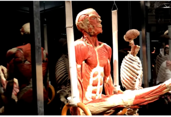 Мәйітті пластинирлеу, мәйіттен көрме ұйымдастыру - мәйітті қорлау