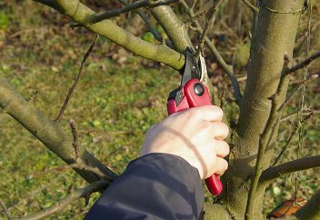 Бір тал ағашты заңсыз кескен адам 100 түп отырғызуға міндеттеледі