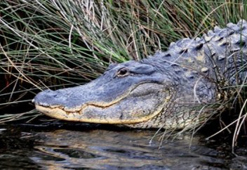 Уганда тұрғыны әйелін жеп қойған қолтырауыннан кек алды