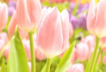 Ценность потомства Пророка перед мусульманами | Ислам Sound