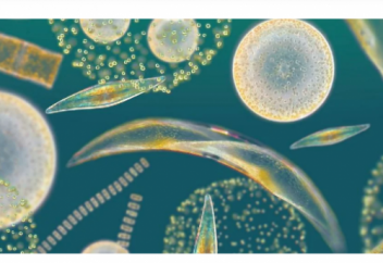 Вы до сих пор думаете, что деревья — основной источник кислорода?