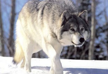 Норвег қасқырынан тұқым қалмай құрып кетті