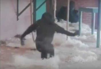 Балет билеген маймыл Интернетті жаулап алды (видео)