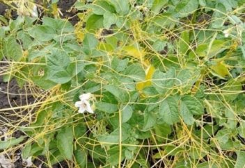 Бау-бақшадағы шырмауықтан тұзды су құтқарады  немесе онымен күресудің өзге де тәсілдері