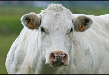 Чем опасны стероиды в мясе