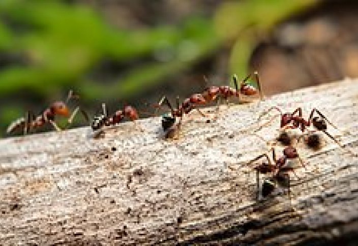 Құмырсқалардың азаматтық соғысы басталды