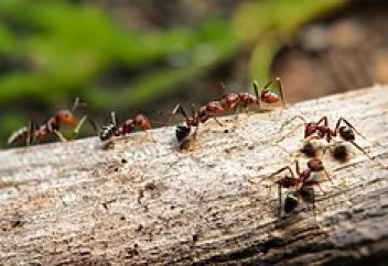 Құмырсқалардың азаматтық соғысы басталды