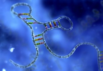 РНҚ-ның эволюцияға ұшырайтыны белгілі болды