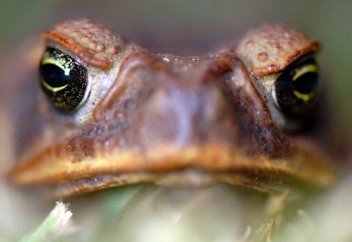 Құрбақаның терісіндегі пептидтер бактериямен жанасқанда антибиотикке айналады