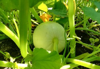 Мешіт бақшасы өнім бере бастады (фото)