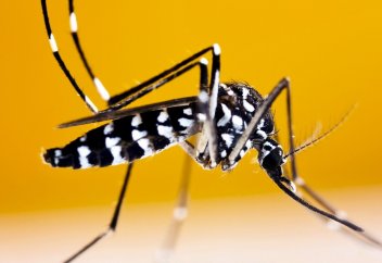 Стамбұлда аса қауіпті жәндік пайда болды