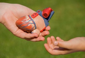 Названо количество операций по трансплантации органов в Южной Корее