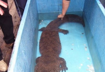 "Қызыл кітапқа" енген жануардың етін жеген полицейлер қызметтен қуылды