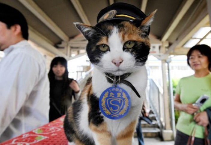 Жапонияда вокзал бастығы болған мысық салтанатты түрде жерленді