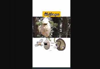 АЛЛАНЫҢ ҚҰДІРЕТІ...