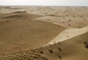 Шөлді алқапта ұзындығы 500 шақырым орман пайда болады