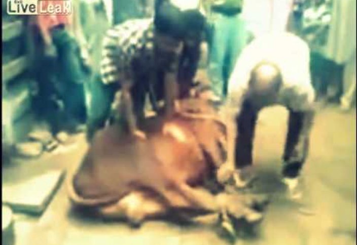 Құрбан шалу кезінде көз жұмды (ВИДЕО 18+)