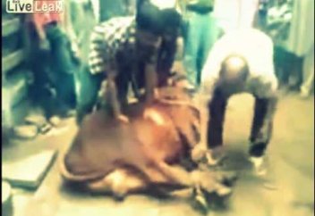 Құрбан шалу кезінде көз жұмды (ВИДЕО 18+)