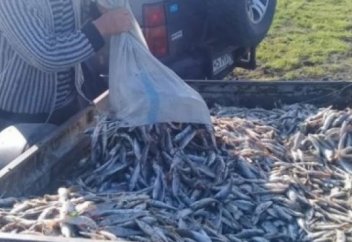 Жайықтан бір тонна өлі балық шығарылды (видео)