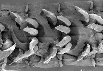 Әлемдегі ең мықты биологиялық материал табылды